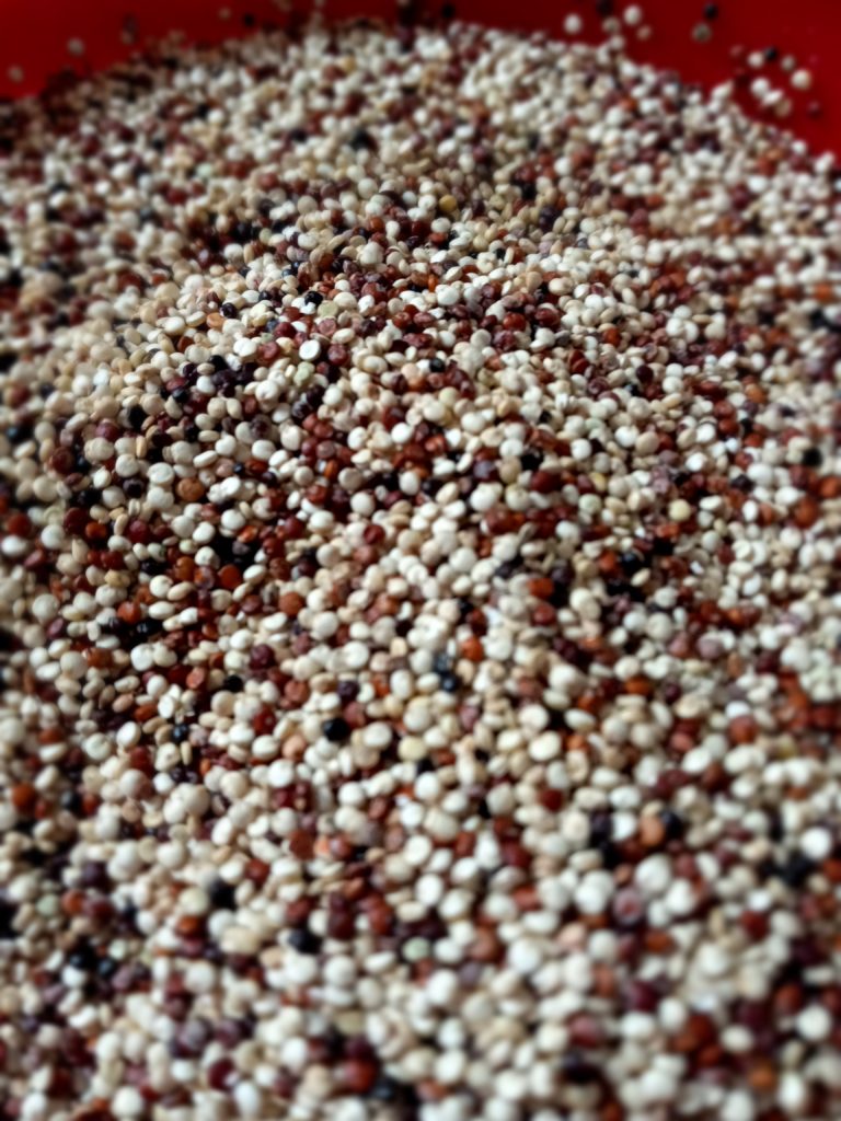 Tri-color quinoa. Red, white, and black quinoa.