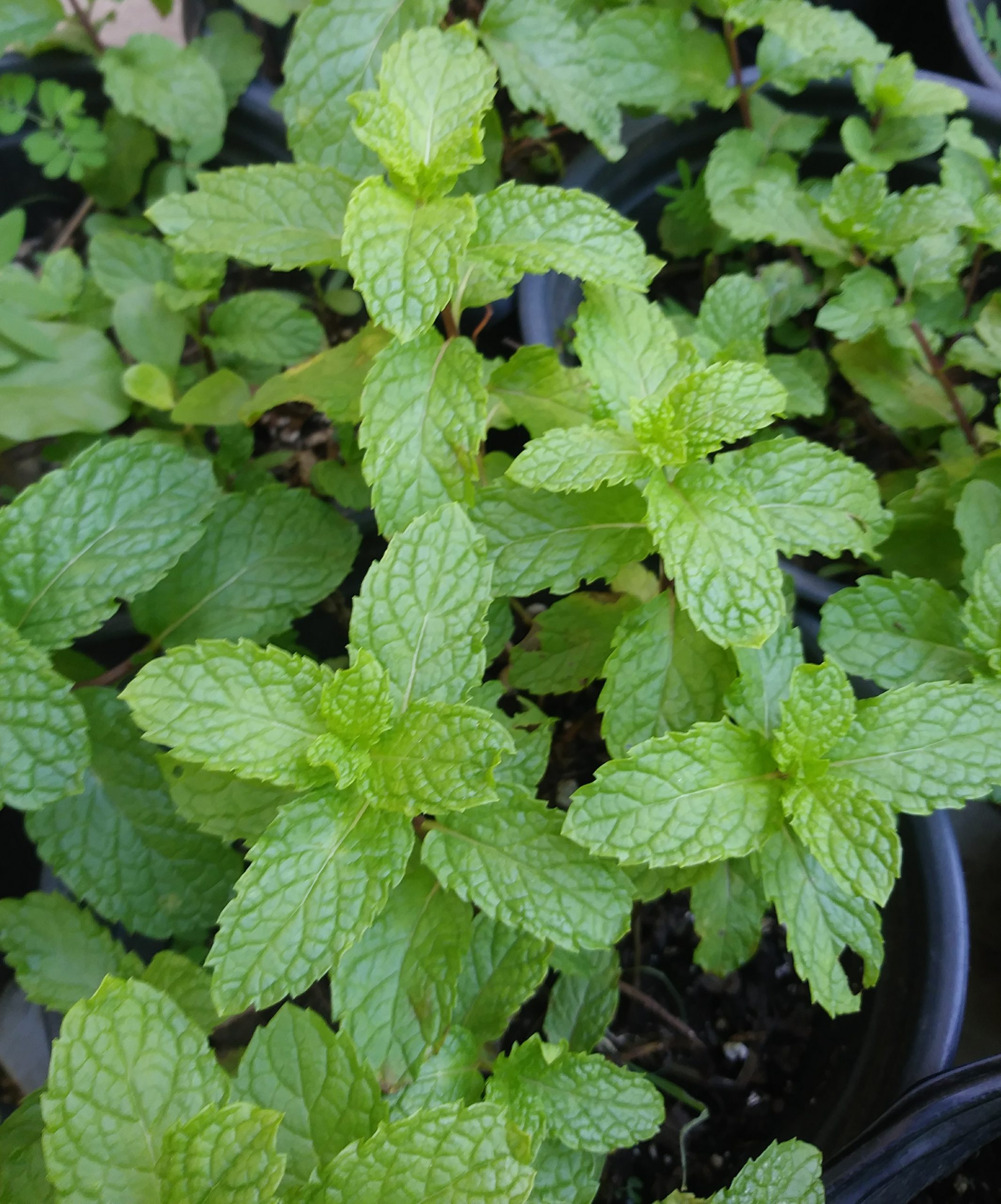 Herbs Guide: Mint