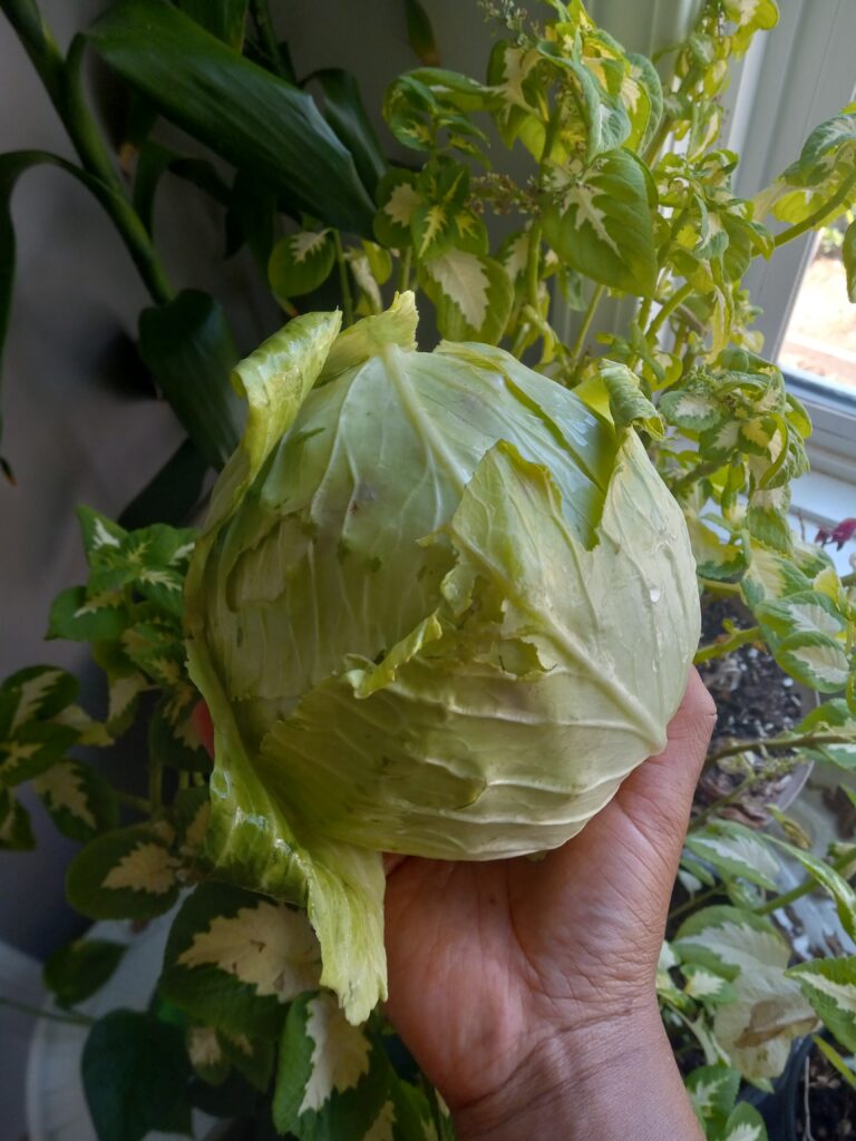 head of homegrown cabbage