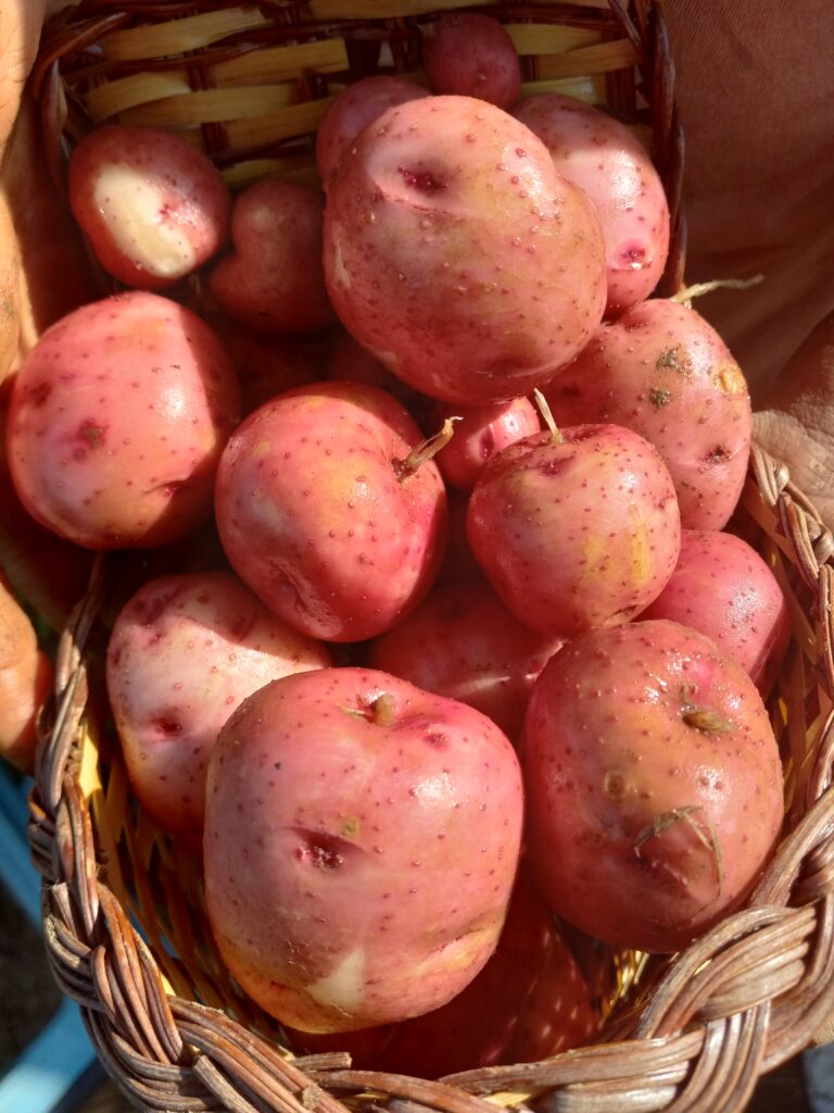 basket of red potatoes