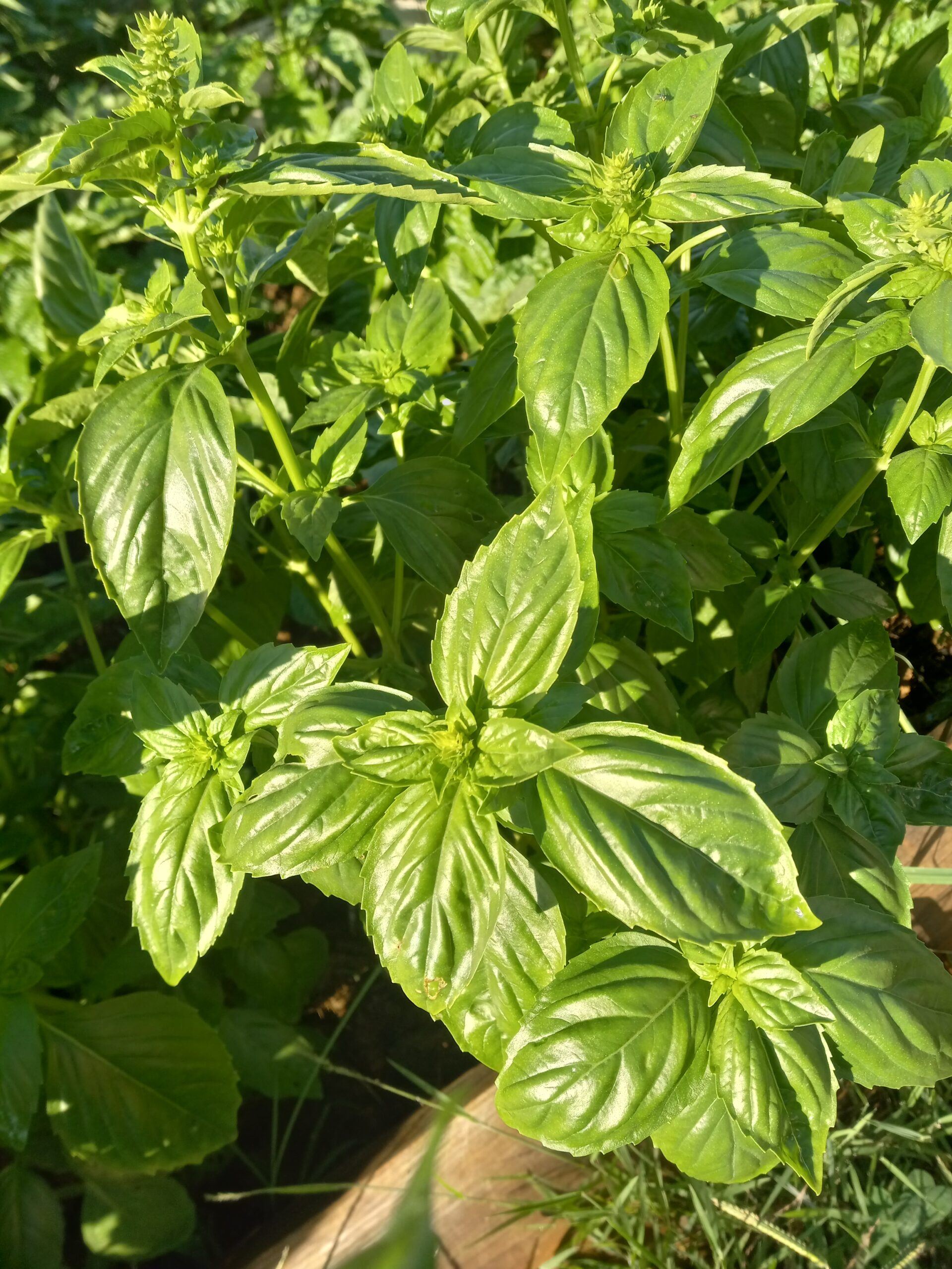 Herbs Guide: Basil