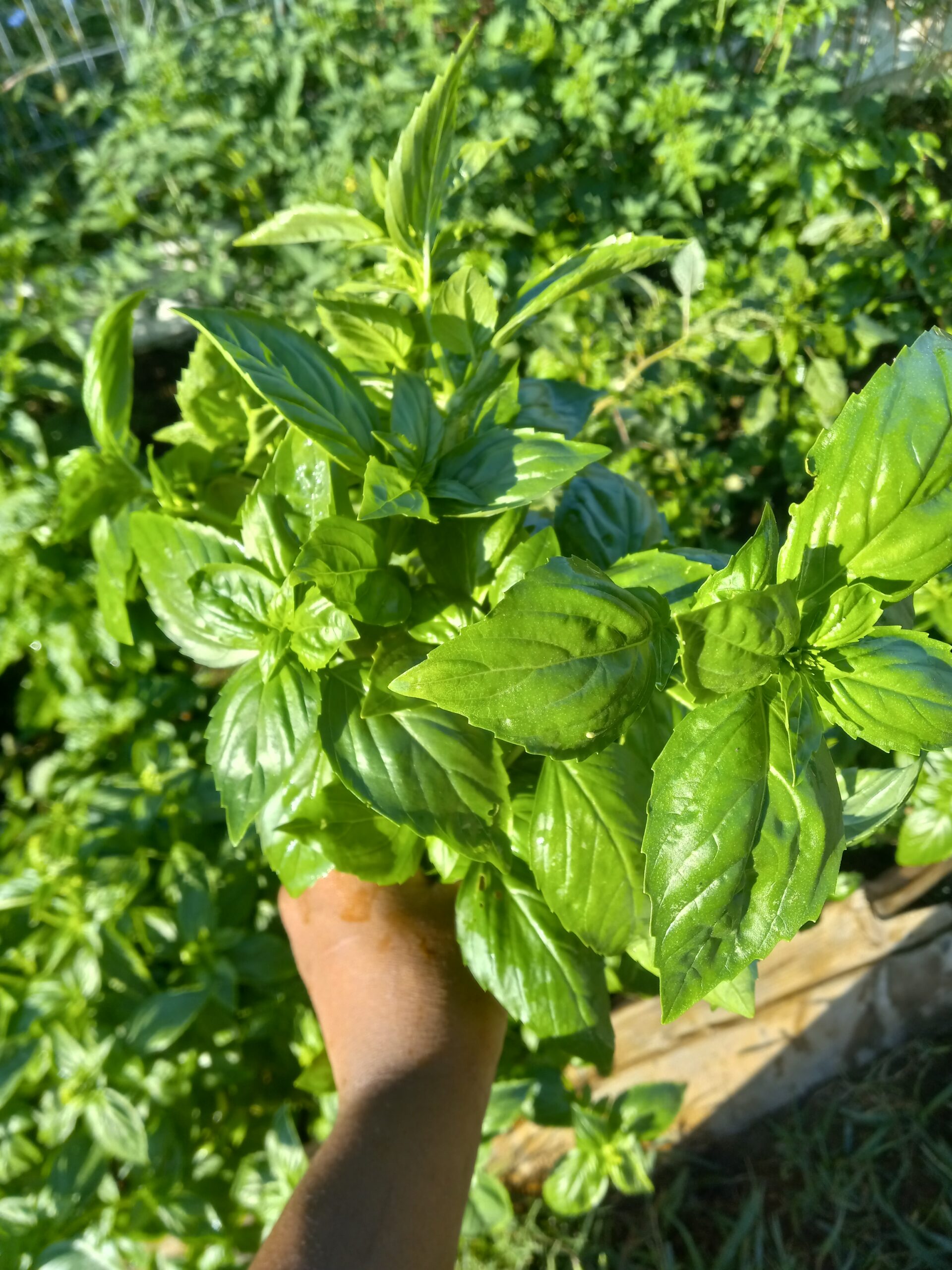 Herbs Guide: Basil - My Plant Base Plate